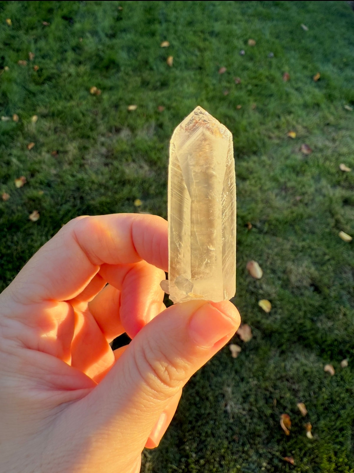 Small Phantom Lemurian Specimen