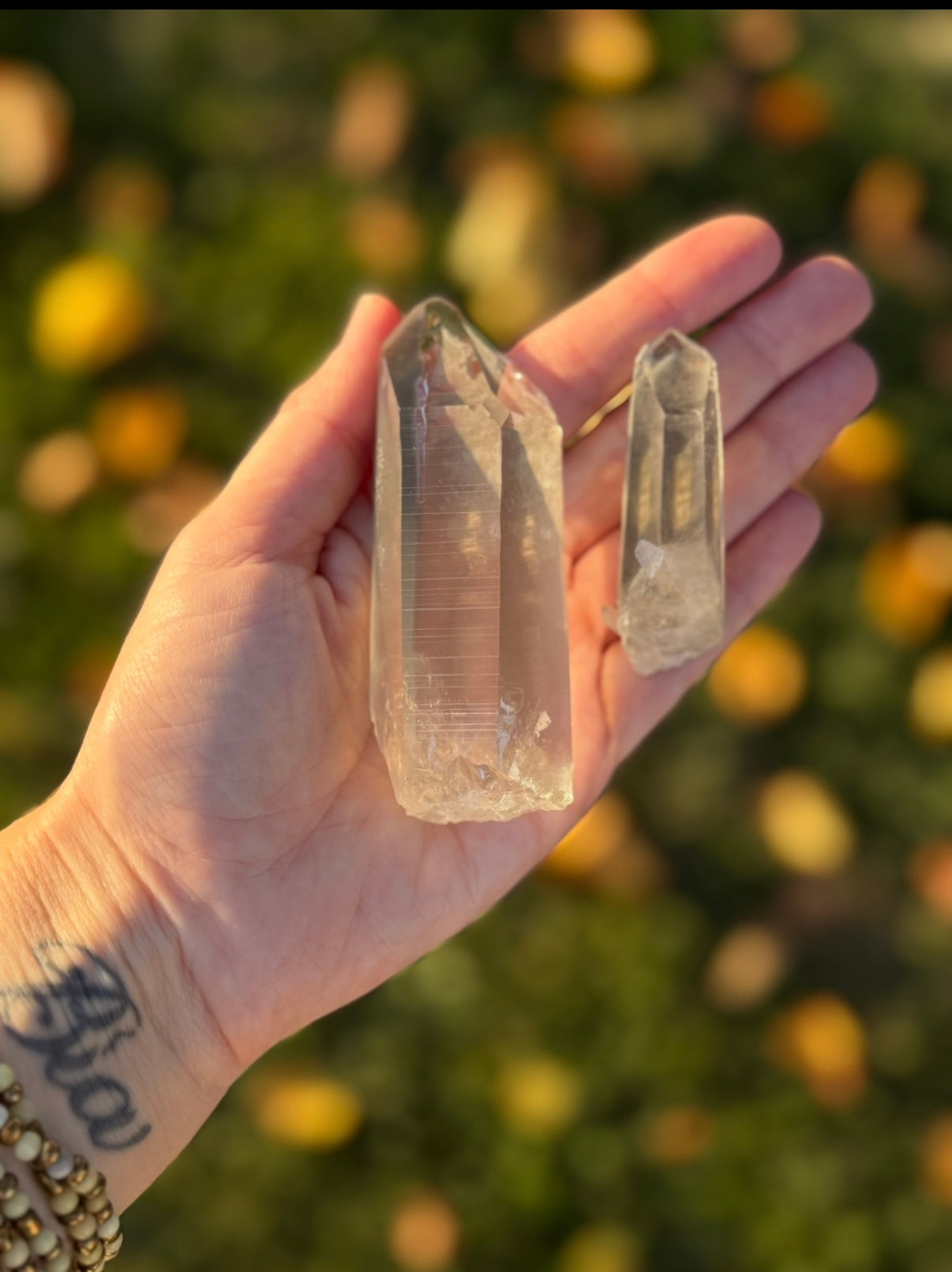 Small Phantom Lemurian Specimen