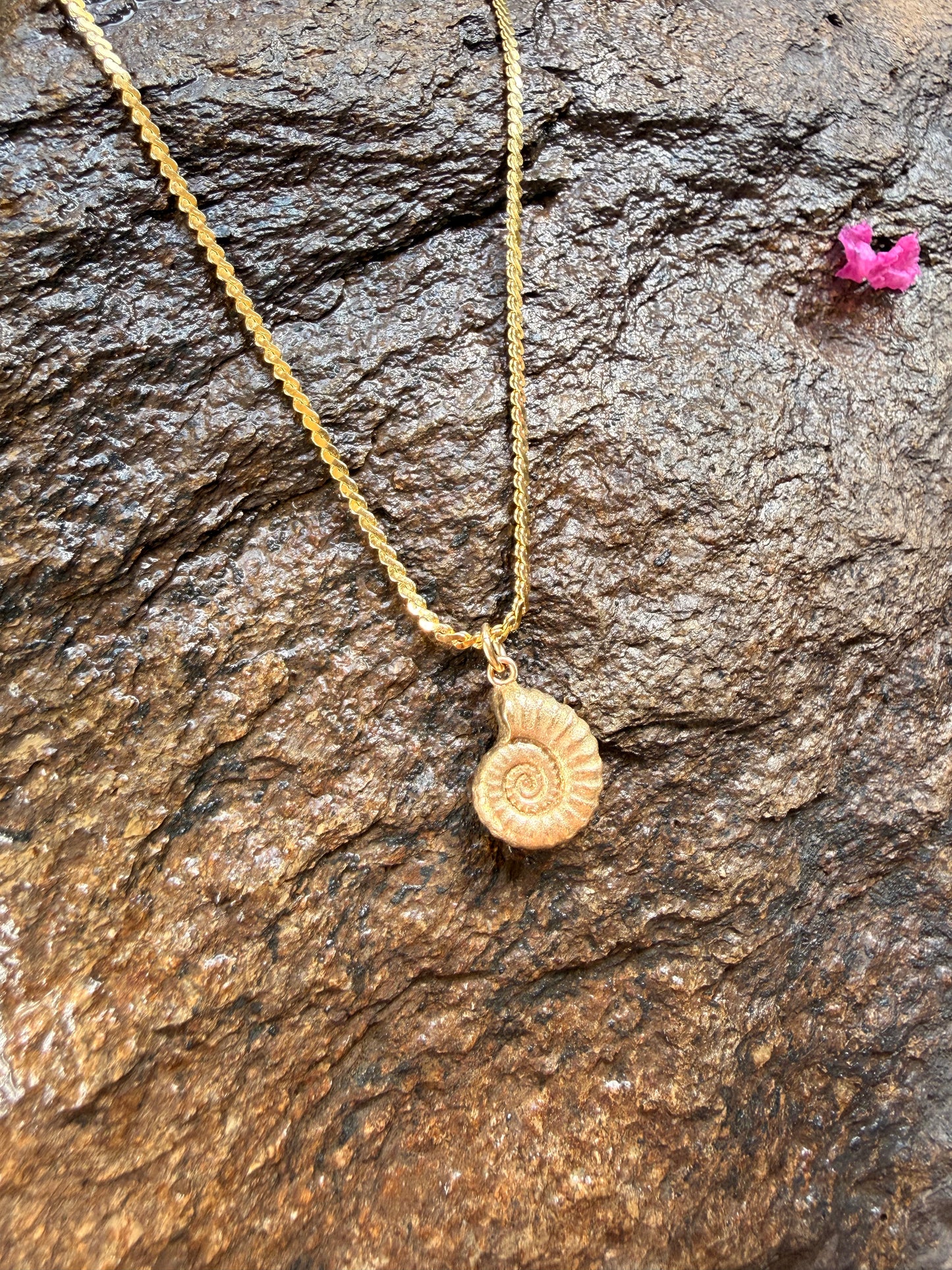 Ammonite + Gold 🌀
