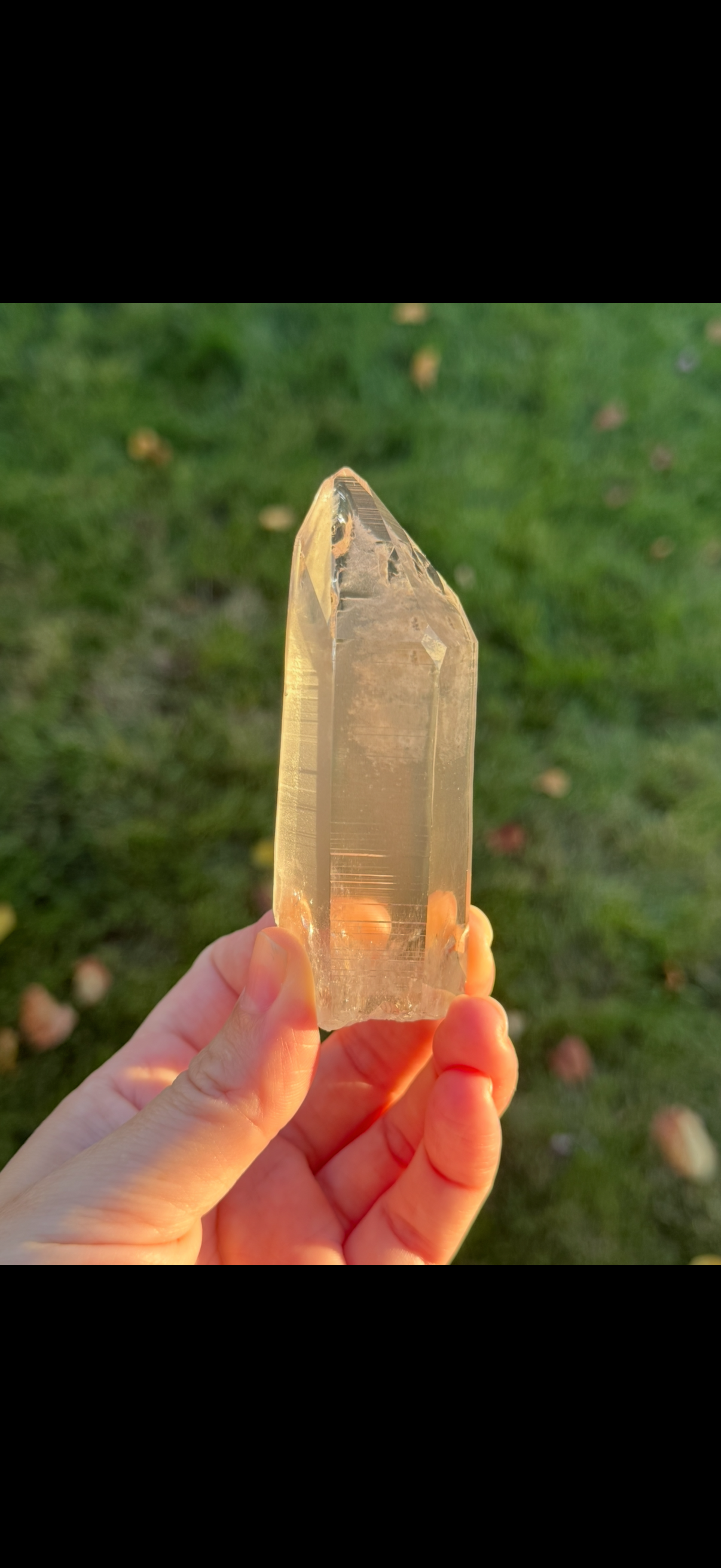 Large Phantom Lemurian Specimen