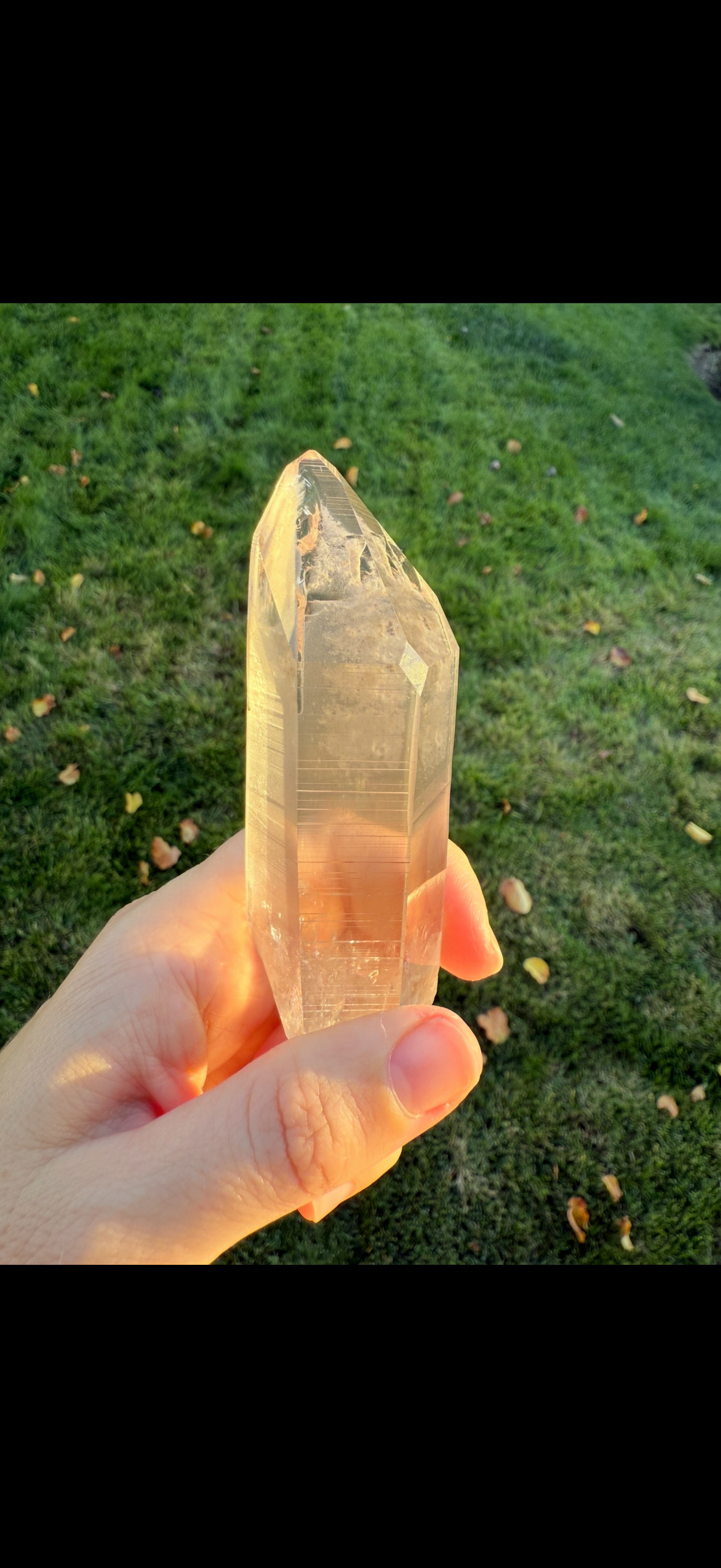 Large Phantom Lemurian Specimen